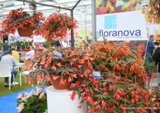 The new begonia of FloraNova; Night Fever Popaya from the Bossa Nova series. This varieties has many flowers and dark foliage. 